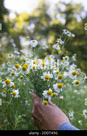 Kamillen-Ernte, Kamille-Ernte, Kamillenernte, Kamilleernte, Kräuterernte, Ernte, Kräuter sammeln, Echte Kamille, Kamille, Matricaria recutita, Chamomi Foto Stock