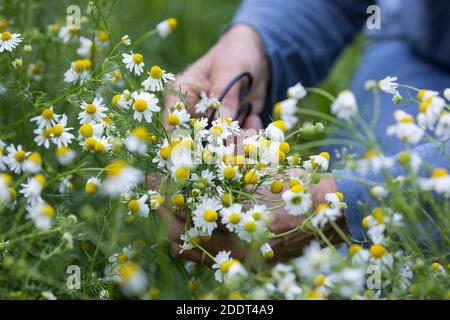 Kamillen-Ernte, Kamille-Ernte, Kamillenernte, Kamilleernte, Kräuterernte, Ernte, Kräuter sammeln, Echte Kamille, Kamille, Matricaria recutita, Chamomi Foto Stock