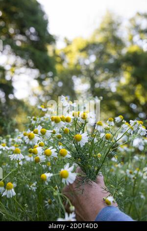 Kamillen-Ernte, Kamille-Ernte, Kamillenernte, Kamilleernte, Kräuterernte, Ernte, Kräuter sammeln, Echte Kamille, Kamille, Matricaria recutita, Chamomi Foto Stock