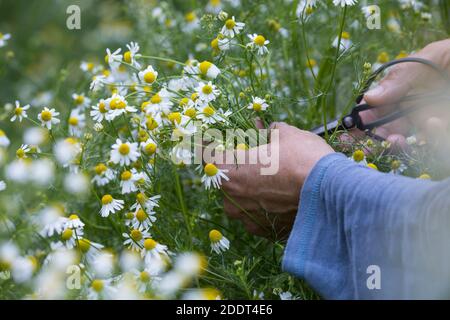 Kamillen-Ernte, Kamille-Ernte, Kamillenernte, Kamilleernte, Kräuterernte, Ernte, Kräuter sammeln, Echte Kamille, Kamille, Matricaria recutita, Chamomi Foto Stock