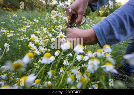 Kamillen-Ernte, Kamille-Ernte, Kamillenernte, Kamilleernte, Kräuterernte, Ernte, Kräuter sammeln, Echte Kamille, Kamille, Matricaria recutita, Chamomi Foto Stock