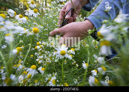 Kamillen-Ernte, Kamille-Ernte, Kamillenernte, Kamilleernte, Kräuterernte, Ernte, Kräuter sammeln, Echte Kamille, Kamille, Matricaria recutita, Chamomi Foto Stock