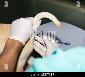 Un veterinario inserisce un tampone rettale in un cucciolo di Labrador Retto per verificare la presenza di Parvovirus Foto Stock