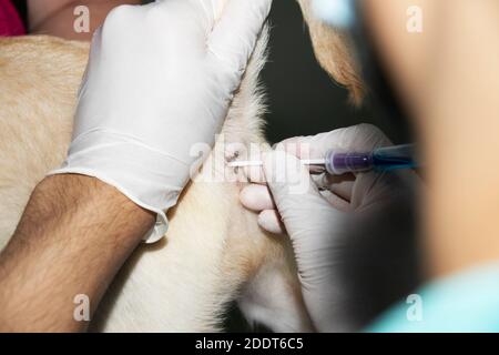 Un veterinario inserisce un tampone rettale in un cucciolo di Labrador Retto per verificare la presenza di Parvovirus Foto Stock