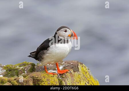 Puffin Atlantico (Fratercola artica) arroccato sulla roccia mostrando becco colorato nella stagione di allevamento in estate, Islanda Foto Stock