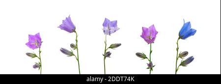 set di fiori di campana di bellissimi fiori di papavero con boccioli di diversi colori di blu e viola su un bianco sfondo isolato Foto Stock