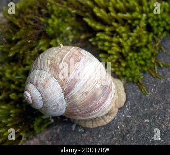 La lumaca commestibili, Helix pomatia, altrimenti noto come il romano lumaca, Borgogna, lumaca o escargot. Foto Stock