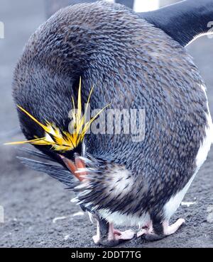 Un pinguino macaroni (Eudyptes crisolophus) preening. Isola di Saunders, Isole Sandwich meridionali. Oceano Atlantico meridionale. 25 febbraio 16 Foto Stock