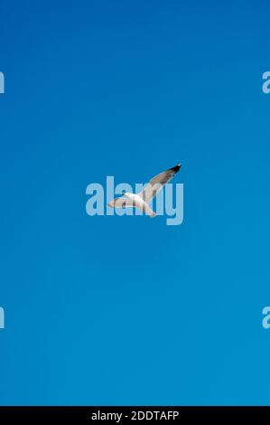 Seagull volare in cielo azzurro cristallino con spargimento ali al centro del telaio con abbondanza di spazio per testo e copia Foto Stock