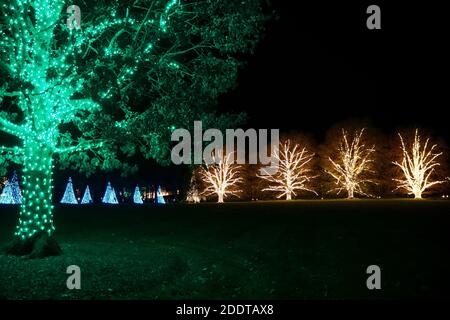 Bellissimi alberi con rami decorati in corda verde e gialla luci Foto Stock