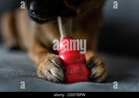 Chihuahua di due anni masticando una formina di cervo naturale su un giocattolo rosso Kong. Messa a fuoco selettiva sul giocattolo. Foto Stock