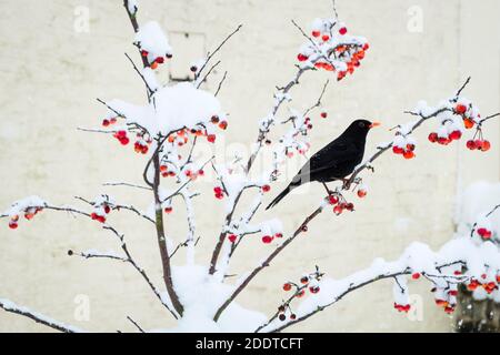 Un uccello nero affamato raccoglie la frutta da un albero di mele di granchio dopo una pesante nevicata invernale a Presteigne, Powys, Galles, Regno Unito Foto Stock