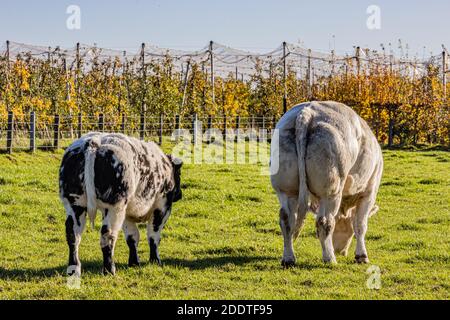 Vista posteriore di una mucca da latte con pelliccia bianca grigiastra e il suo vitello con macchie nere che pascolano tranquillamente sull'erba verde in una fattoria, frutteto di mele in b offuscato Foto Stock