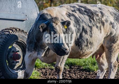 Beek, Limburgo meridionale, Paesi Bassi. 18 novembre 2020. Mucca da latte bianco-grigio con macchie nere che girano la testa e guardano la macchina fotografica, accanto a una wa Foto Stock