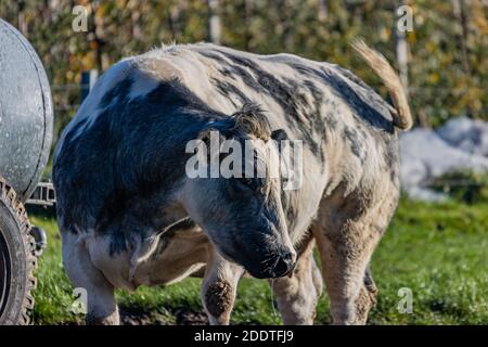 Primo piano di una mucca da latte con pelliccia bianco-grigiastro e macchie nere con la testa girata e la coda di Wagging con uno sfondo sfocato, giornata di sole nel sud Foto Stock