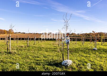 Beek, Limburgo meridionale, Paesi Bassi. 18 novembre 2020. Albero della foresta di vita (Levensbomenbos Beek). Birdhouse di legno bianco accanto ad un piccolo albero, Flo bianco Foto Stock