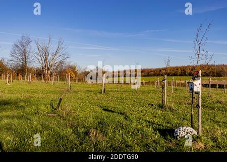 Beek, Limburgo meridionale, Paesi Bassi. 18 novembre 2020. Albero della foresta di vita (Levensbomenbos Beek). Campo verde con piccoli alberi, casa di uccelli di legno bianco, Foto Stock