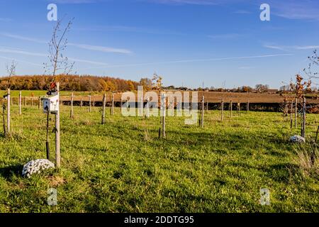 Beek, Limburgo meridionale, Paesi Bassi. 18 novembre 2020. Albero della foresta di vita (Levensbomenbos Beek). Luogo di ricordi, una casa di uccelli in legno bianco accanto ad un SM Foto Stock