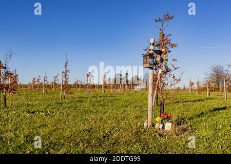 Beek, Limburgo meridionale, Paesi Bassi. 18 novembre 2020. Albero della foresta di vita (Levensbomenbos Beek). Piccolo albero con oggetti personali, celebrare la nascita di Foto Stock