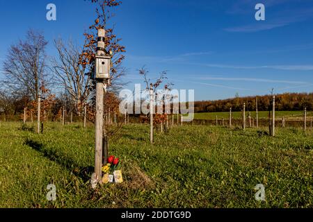 Beek, Limburgo meridionale, Paesi Bassi. 18 novembre 2020. Albero della foresta di vita (Levensbomenbos Beek). Palo con una casa in legno accanto ad un piccolo albero, Flo Foto Stock