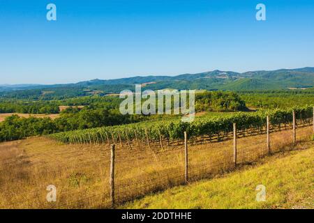 Un vigneto in tarda estate vicino a Murlo, provincia di Siena, Toscana, Italia Foto Stock