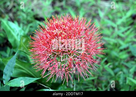 Closeup di mazzetto raro fiore rosso in natura Foto Stock