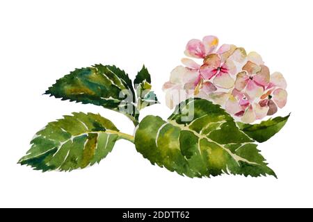 Idrangea rosa con foglie e gambo originale pittura acquerello su sfondo bianco Foto Stock