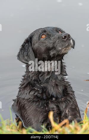 Colpo di testa di un Labrador nero in acqua guardando espettantly Foto Stock