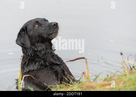 Colpo di testa di un Labrador nero in acqua guardando espettantly Foto Stock