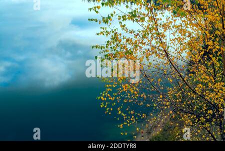 Foglie di betulla gialla con gocce di pioggia sul lago in autunno Foto Stock