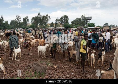 Tradizionale etiope mercato rurale per il bestiame a Tigray, Etiopia Foto Stock