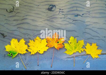 Foglie di acero gialle si trovano nell'acqua del lago Foto Stock