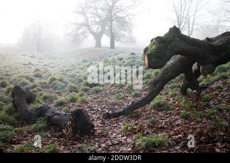 Fallen Oak boughs in Priory Park su una nebbia e gelido novembre mattina, Warwick, Warwickshire, Inghilterra, Regno Unito Foto Stock