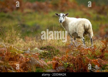 Una pecora delle Highland Mule o Ewe che si affacciava in avanti si trovava sotto la pioggia nel colorato Glen Scozzese in autunno, con felci d'oro e erbe. Sfondo piovoso AN Foto Stock