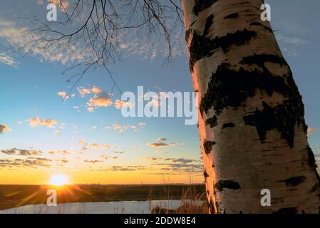 Betulla sullo sfondo del sole che tramonta. Regione di Leningrad. Foto Stock