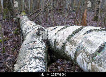 Tronco di betulla biforcato da vicino, sdraiato a terra Foto Stock