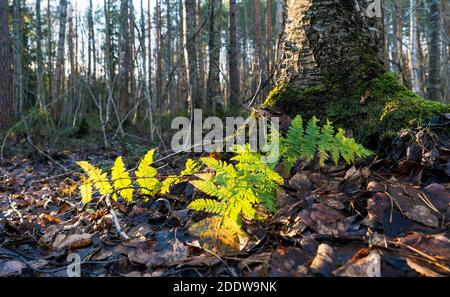 Foglie Fern con illuminazione nella foresta d'autunno sotto un betulla Foto Stock