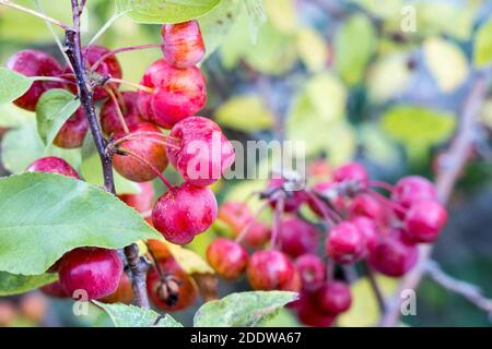 Mele di granchio, Galles, Regno Unito Foto Stock