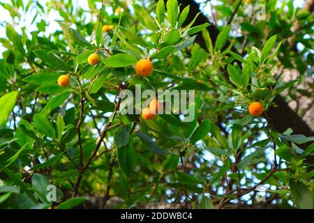 Evergreen Tree Arbutus unedo o l'albero di fragola con frutta in autunno Foto Stock