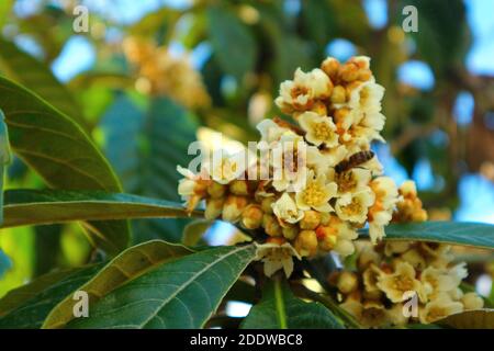 Eriobotrya japonica (Loquat) albero fioritura autunno. Fiori di alberi di frutta impollinati da vicino ape. Foto Stock