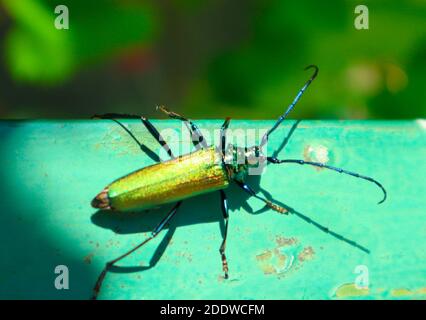 Grande oro-verde scarabeo spagnolo Fly (cantharis lytta vescicatoria). La fonte della cantaridina terpenoide, un agente vescicolante tossico una volta usato come a Foto Stock