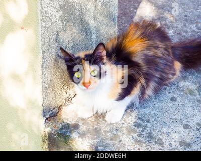 Carino tricolore morbido gatto con occhi verdi si siede all'aperto un bordo concreto vicino al muro Foto Stock