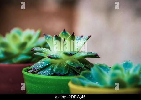 Fiore Cactus in vasi colorati Foto Stock