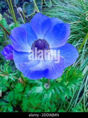 Anemone papavero blu in giardino. Messa a fuoco selettiva, sfondo sfocato, macro primo piano, vista dall'alto. Foto Stock