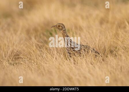 Nothura, nothura maculosa, in Pampas erba ambiente, la Pampa Provincia, Patagonia, Argentina. Foto Stock