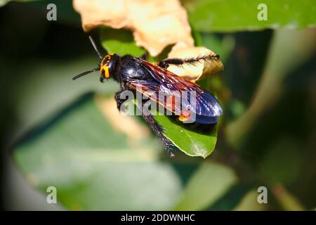 Dettaglio di una Megascolia maculata, di una vespa di pugnale o di una vespa parassita a 4 punti, la più grande specie di ipmenotteri d'Europa Foto Stock