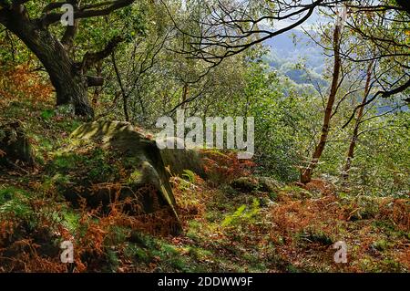 Vista attraverso gli alberi di quercia sulla ripida collina di pietra arenaria sopra la stazione ferroviaria di Grindleford, ai margini della Longshaw Estate nel Peak District. Foto Stock