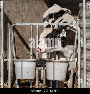 Un giovane vitello mangia dal secchio mentre si trova in piedi stallo fienile Foto Stock