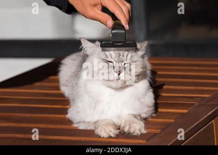 Uomo che combatte il suo bel gatto grigio con FURminatoror grooming tool. Cura degli animali domestici, cura della cura. Cat adora essere spazzolato Foto Stock