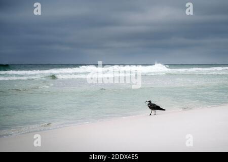 Alricilla di Leuchaeus o gabbiano ridente o gabbiano comune sulla spiaggia alla linea dell'acqua lungo la costa del Golfo della Florida nella Panhandle della Florida, Stati Uniti. Foto Stock